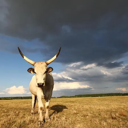 Oda ve Kahvaltı Bibic Nature 3*